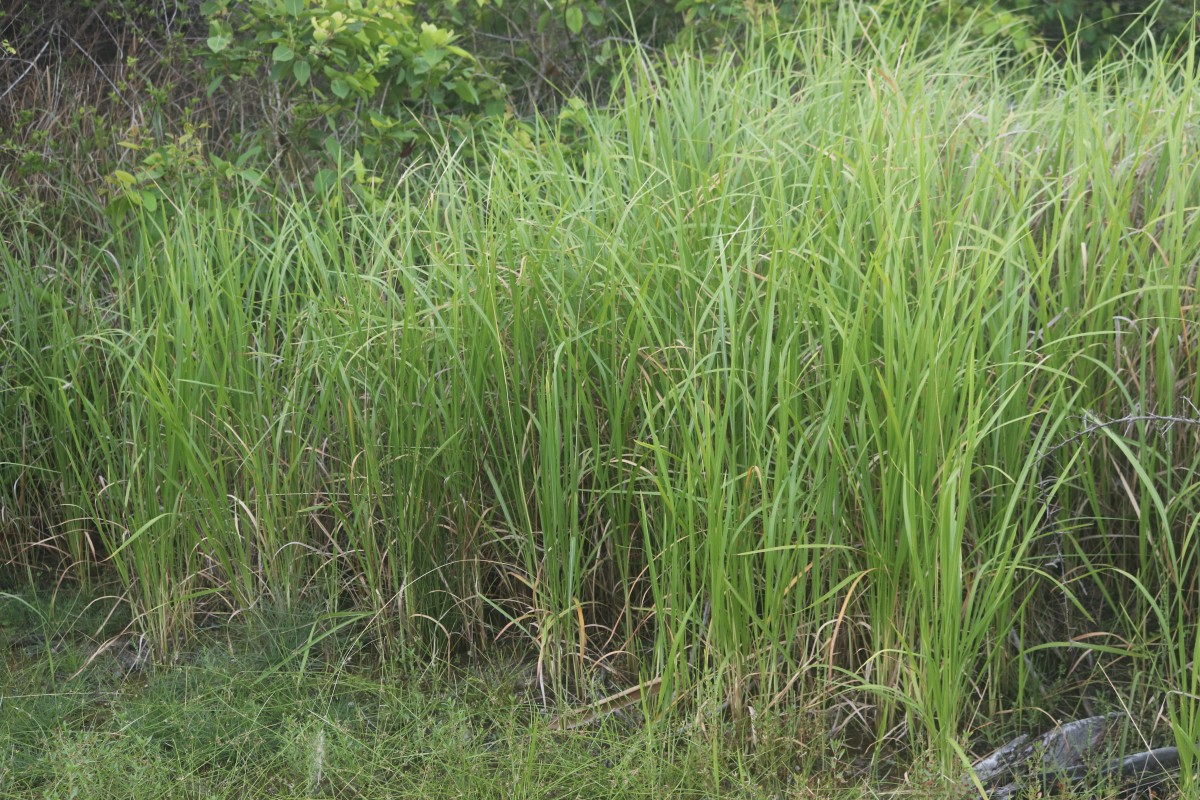 Imperata cylindrica (L.) P.Beauv.